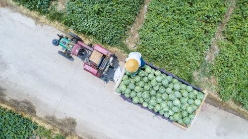 河南公园吃瓜,夏日吃瓜盛宴，畅享清凉时光