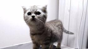 喵吃瓜视频,揭秘娱乐圈那些不为人知的幕后故事