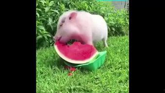 吃瓜小猪猪,揭秘娱乐圈那些事儿