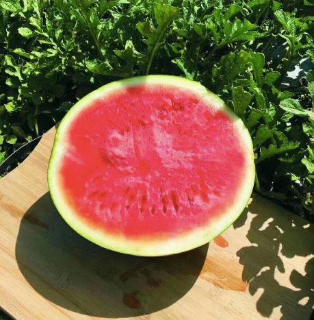 难寻吃瓜,难寻吃瓜的神秘之旅