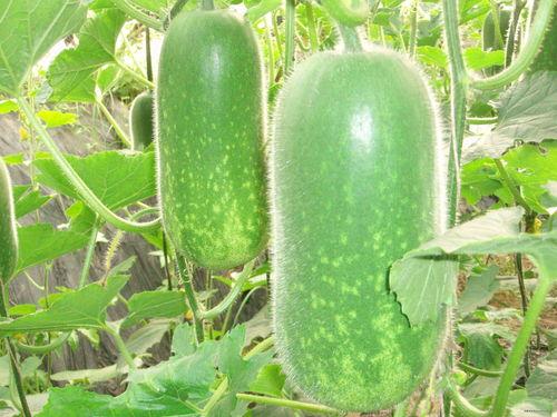 烂冬瓜吃瓜大队,揭秘网络热点的幕后故事