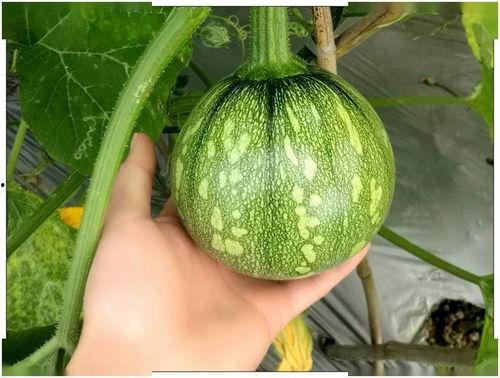 奏耐小号吃瓜,揭秘网络吃瓜背后的趣味与真相