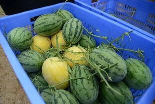 柏林吃瓜群,揭秘德国街头美食风云