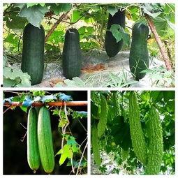 什么叫吃瓜高手