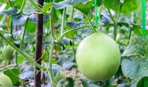 嗓子哑吃牛角瓜,嗓子哑了？试试这道神奇的牛角瓜食疗方！