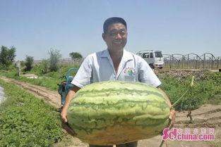 王八八吃瓜视频,一场网络热点的狂欢盛宴